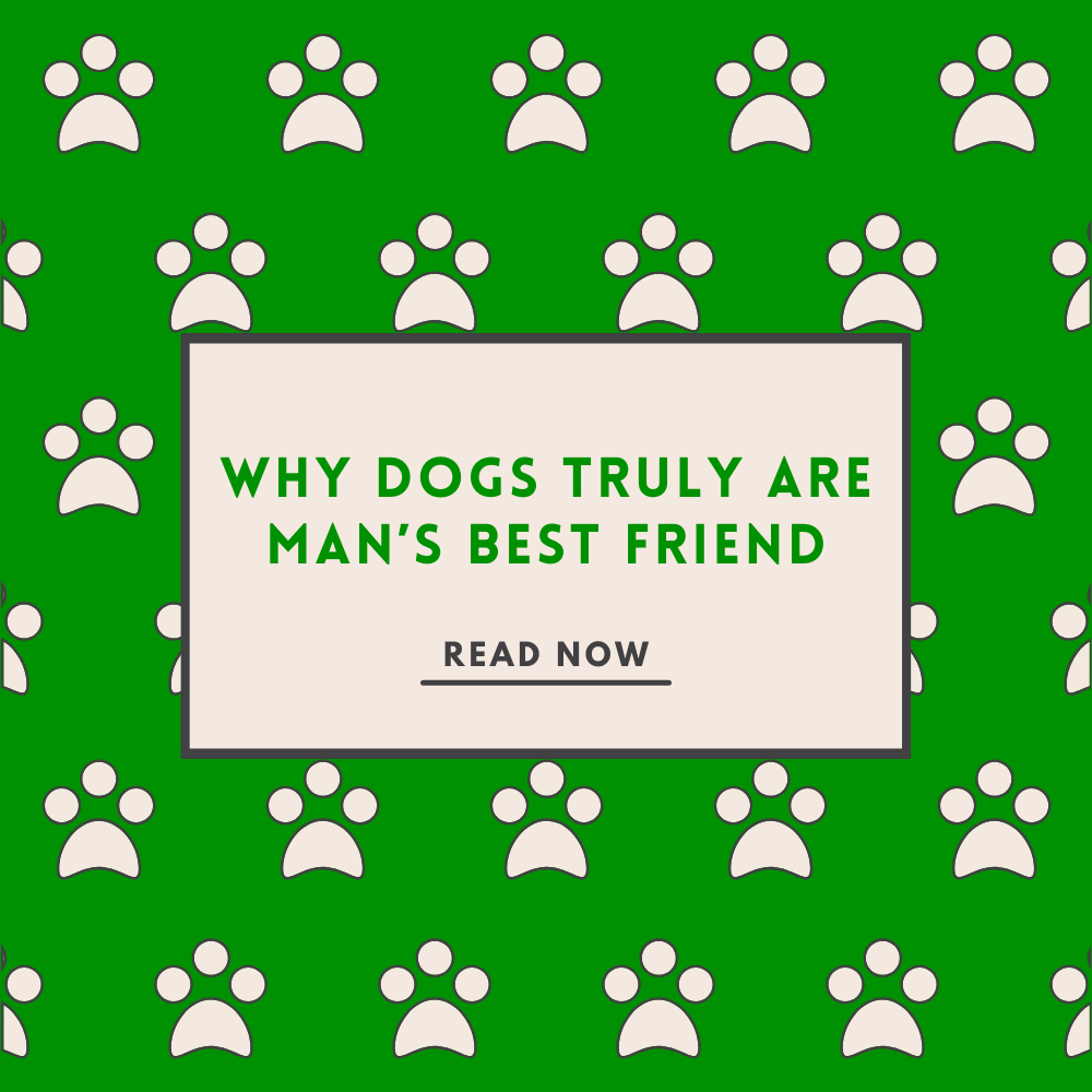 Why Dogs Truly Are Man’s Best Friend