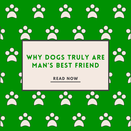 Why Dogs Truly Are Man’s Best Friend