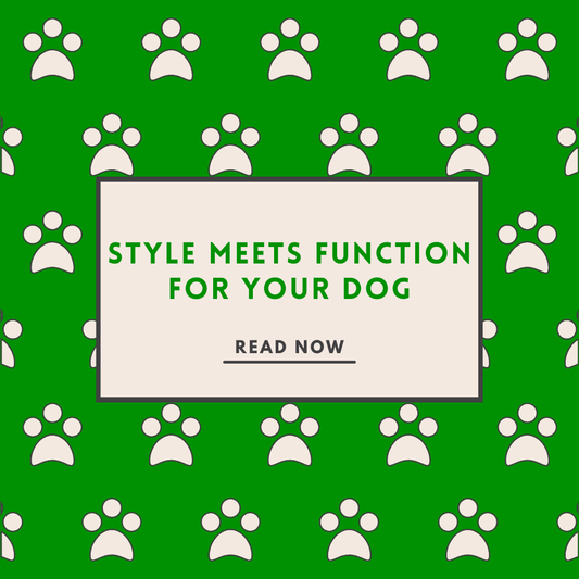 Style Meets Function for Your Dog